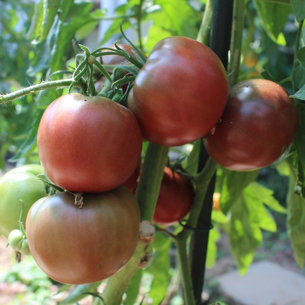 Noire de Crimée Tomatensamen