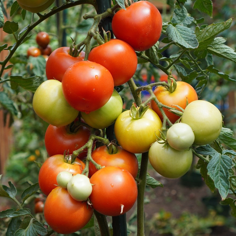 Hellfrucht/Hilmar  Tomatensamen