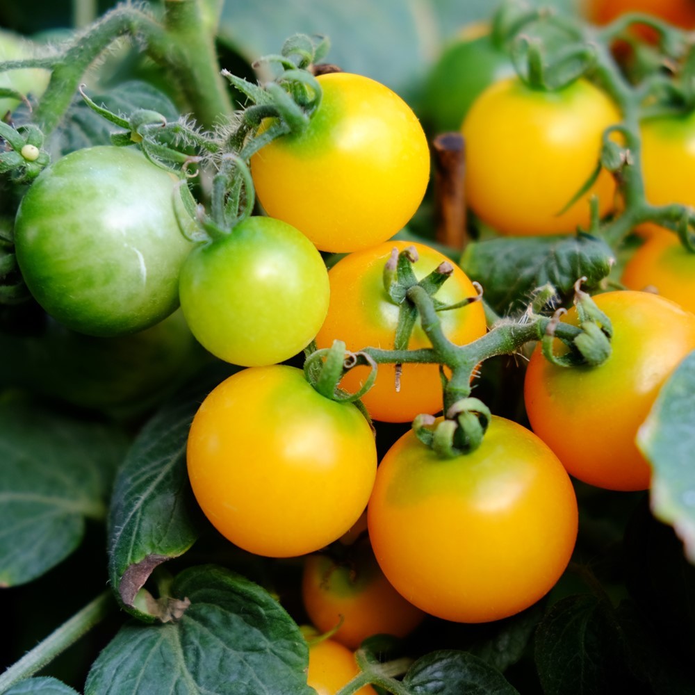Gourmandise Yellow Tomatensamen
