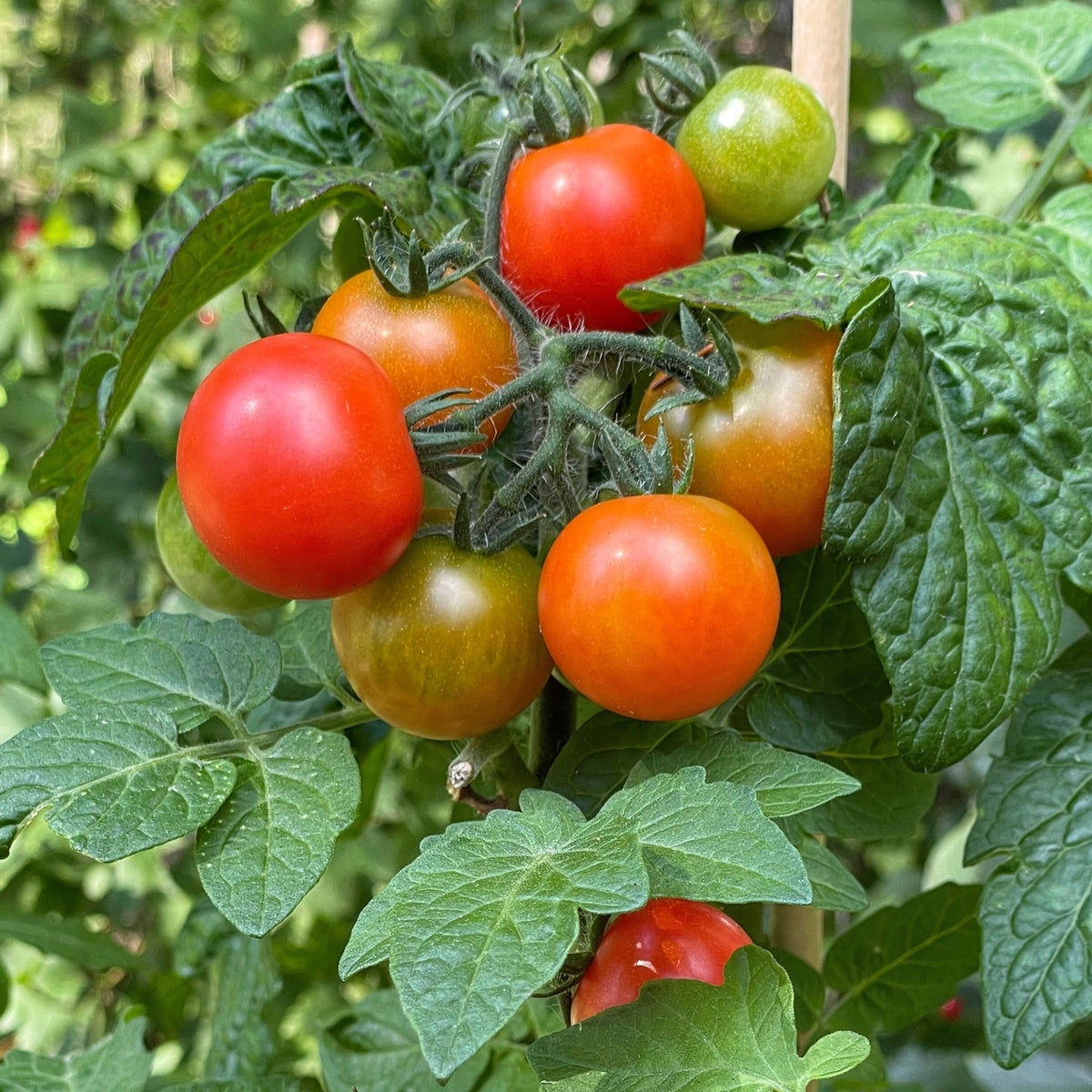 Balkonstar Tomatensamen