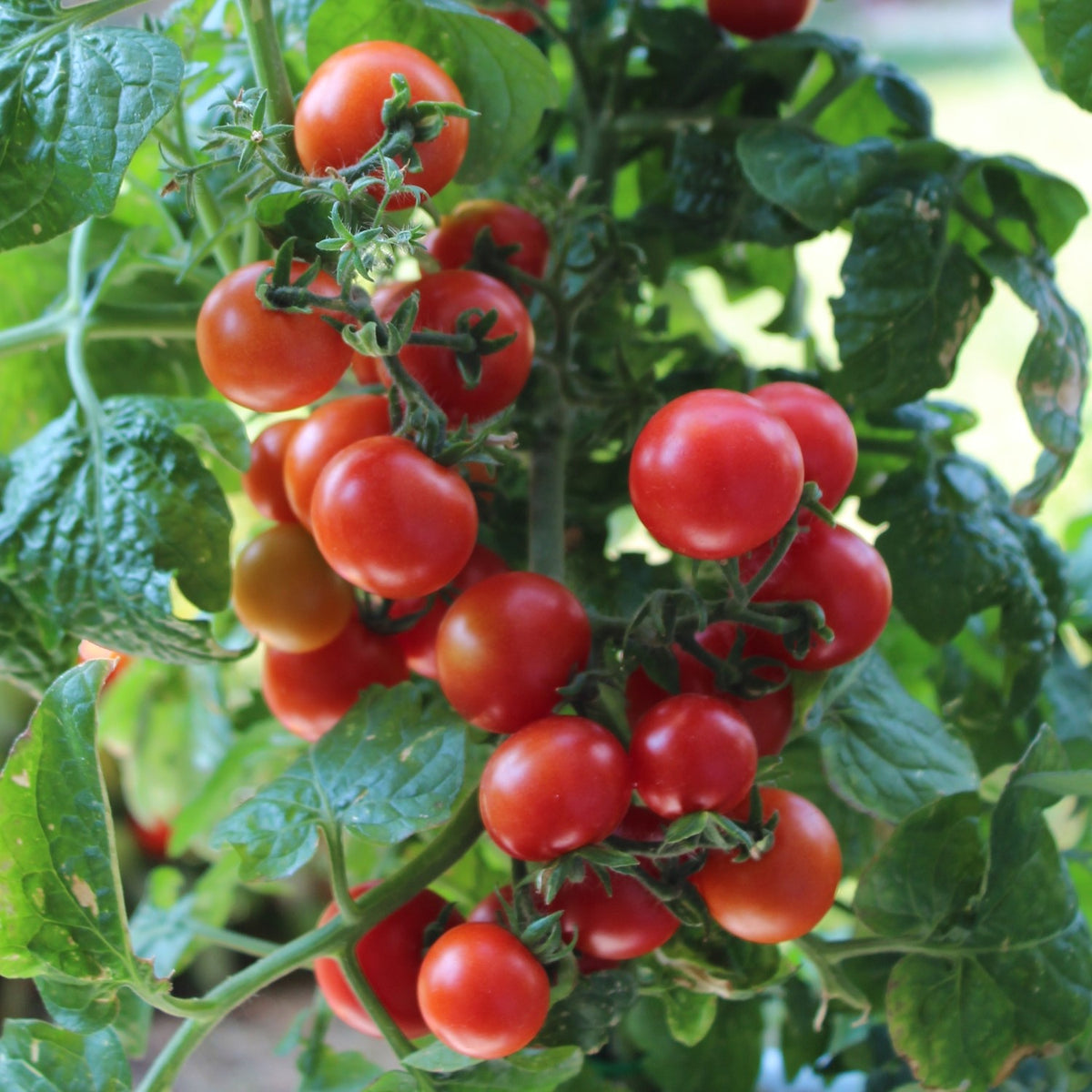 Veranda F1 Tomatensamen