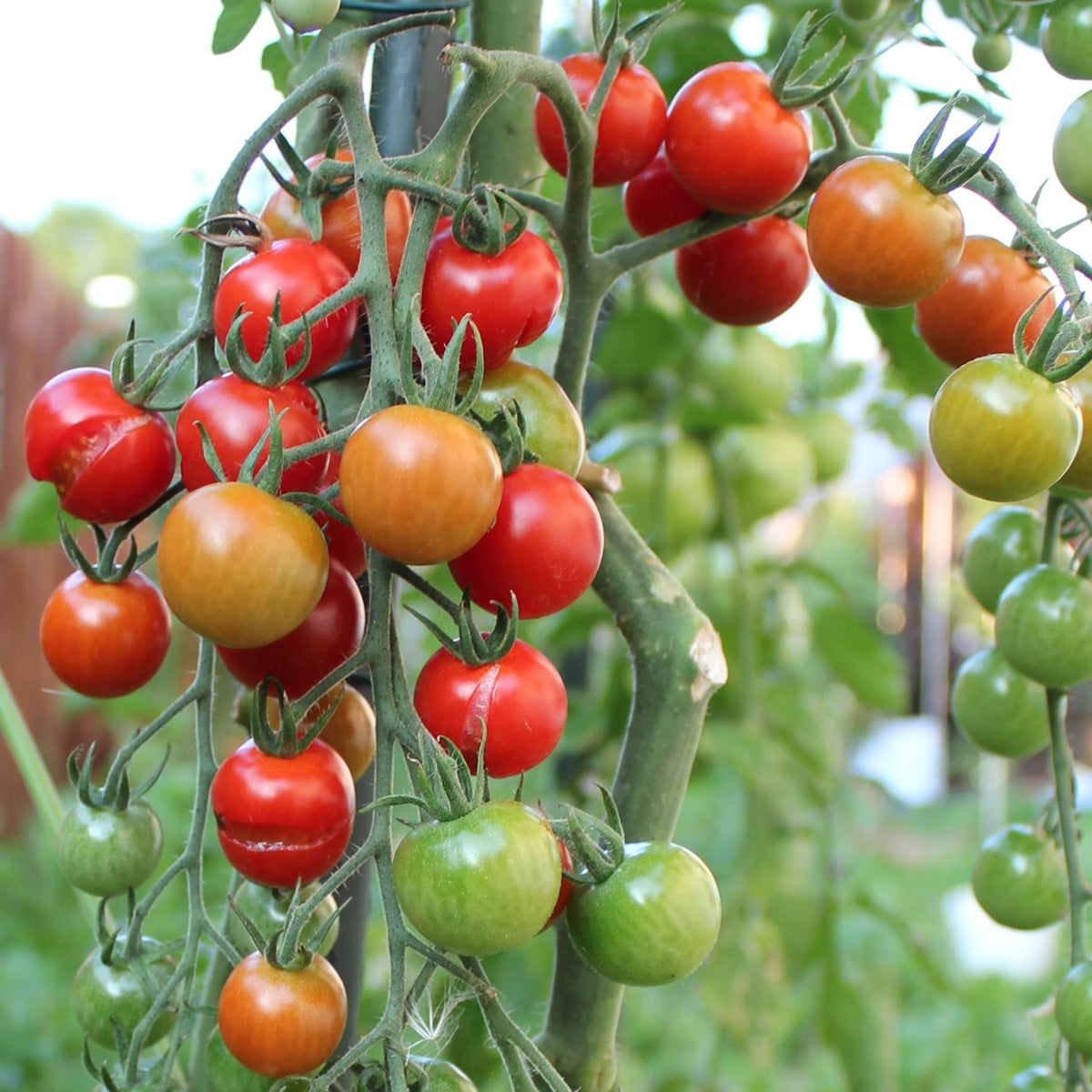 Supersweet 100 F1 Tomatensamen