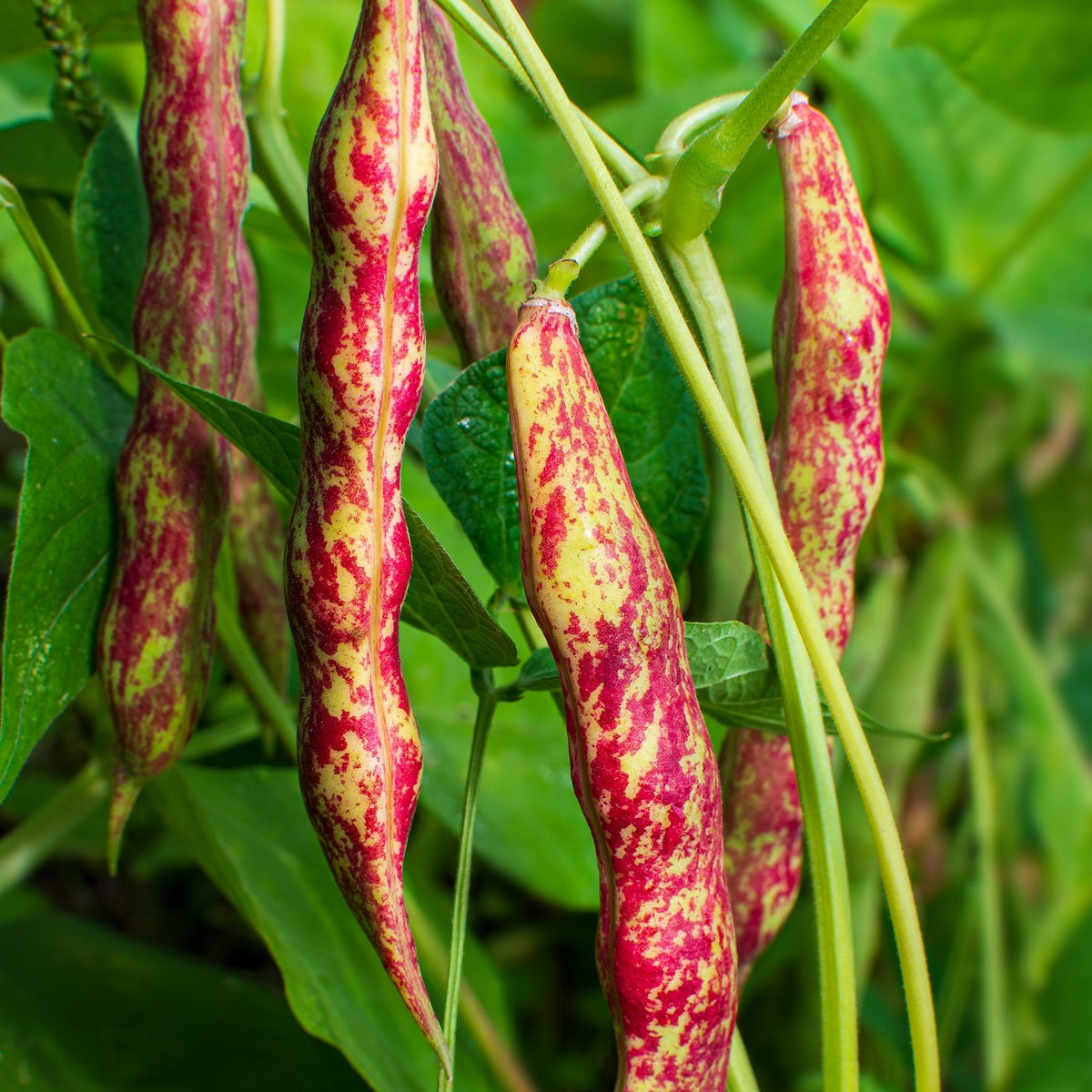 Stangenbohne Borlotto Lingua Di Fuoco 3 Samen