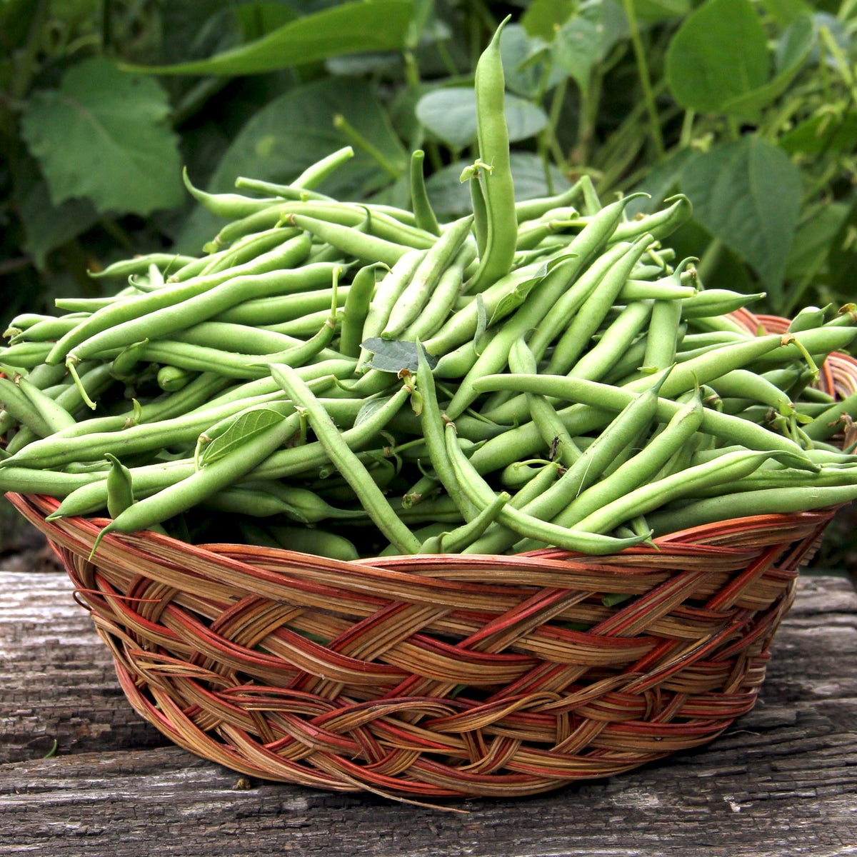 Buschbohne Maxi Samen