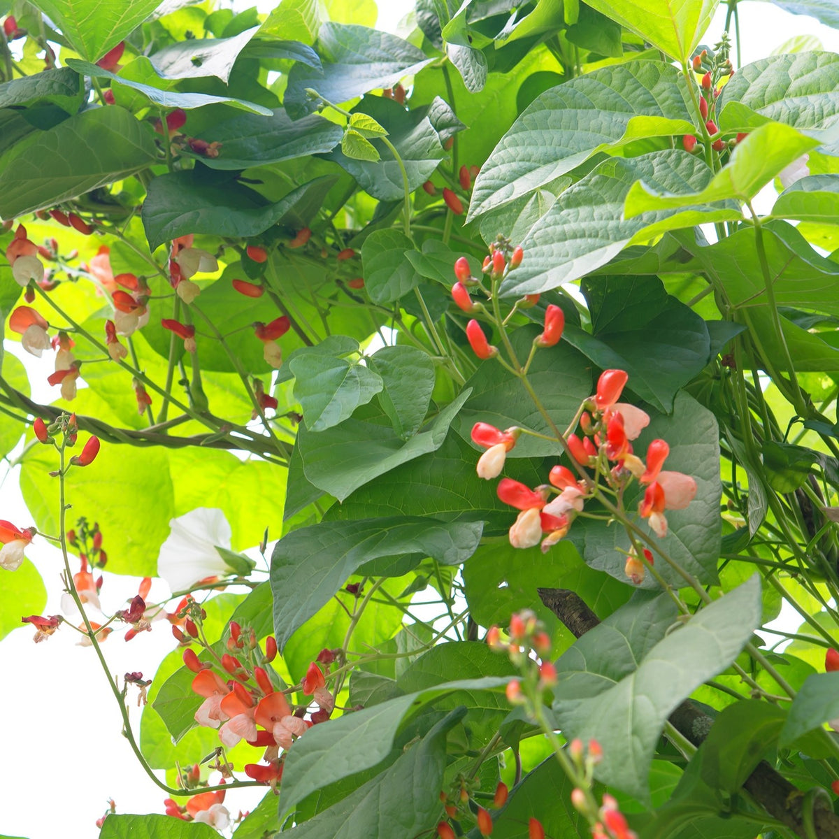 Feuerbohne Painted Lady Samen