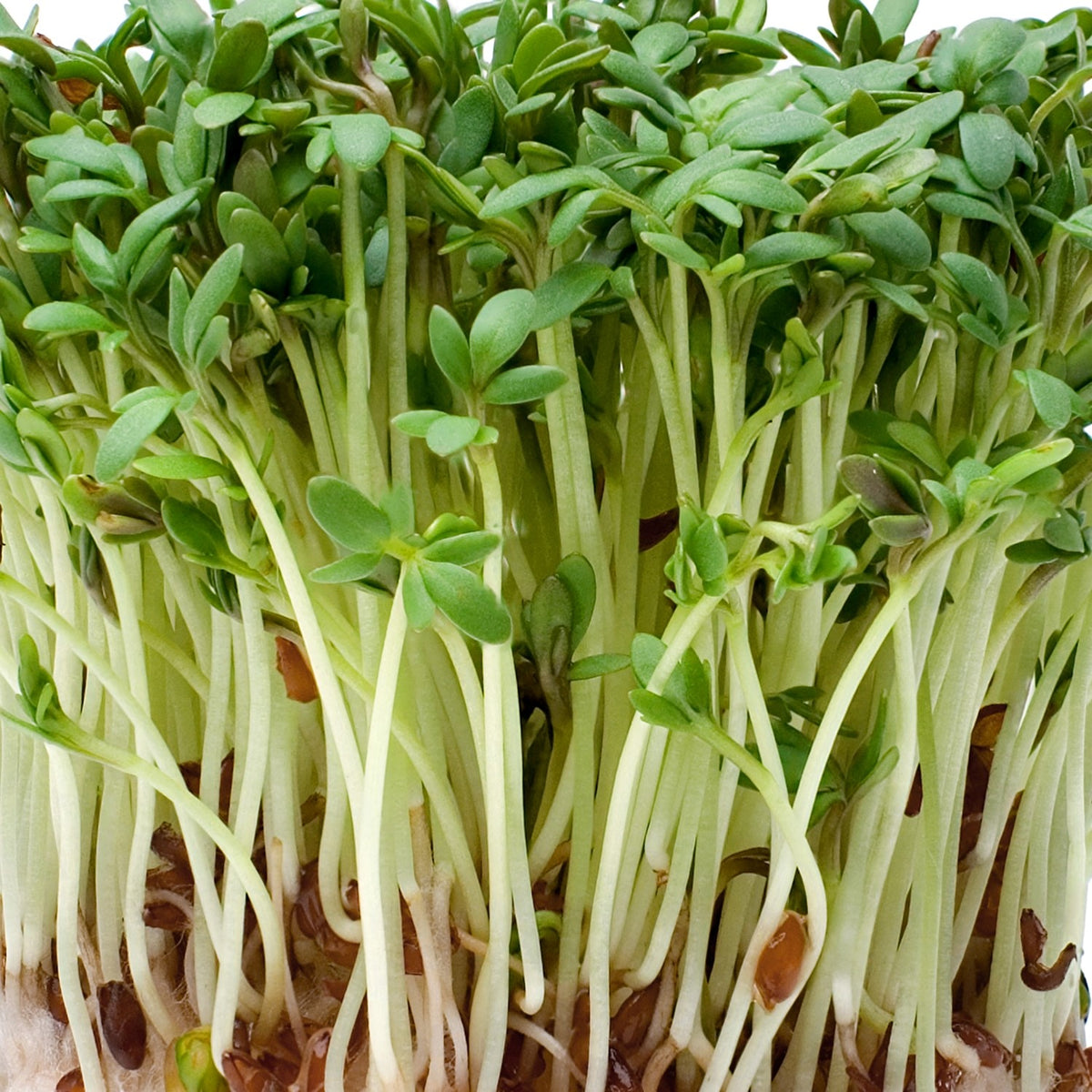 Microgreen Samen Bio-Kresse Grünspross