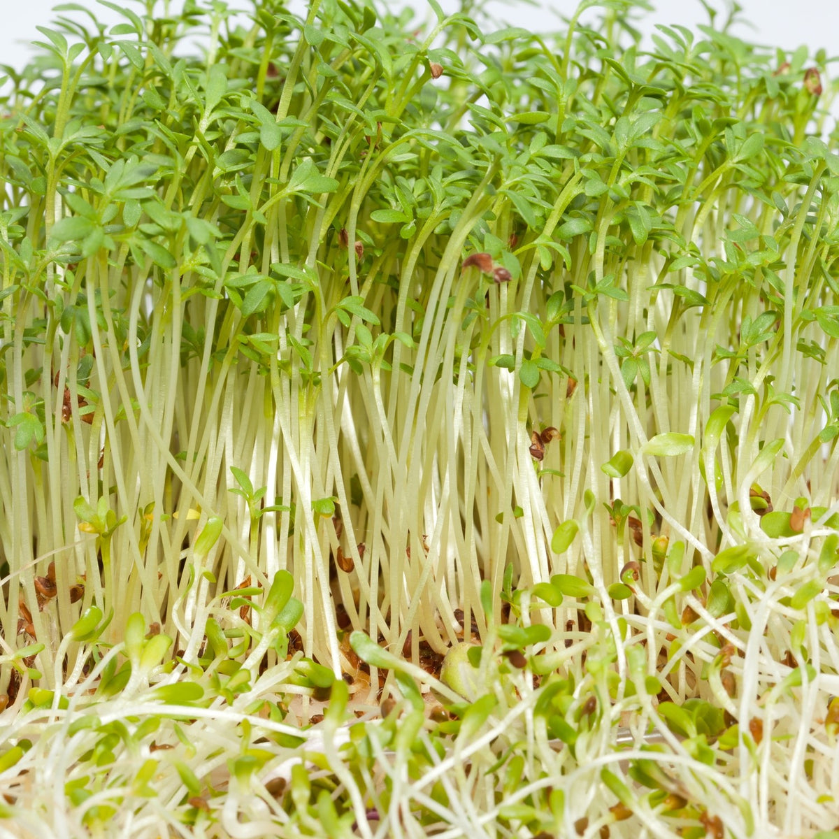 Microgreen Samen Bio-Alfalfa Bigvita