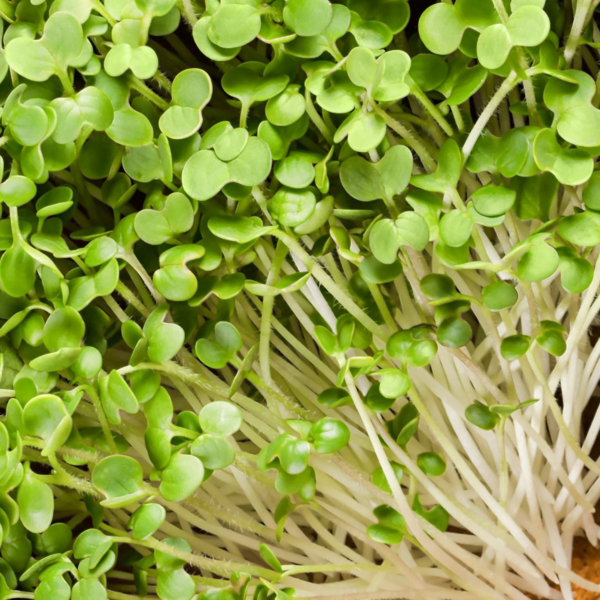 Microgreen Samen Senf Mostard