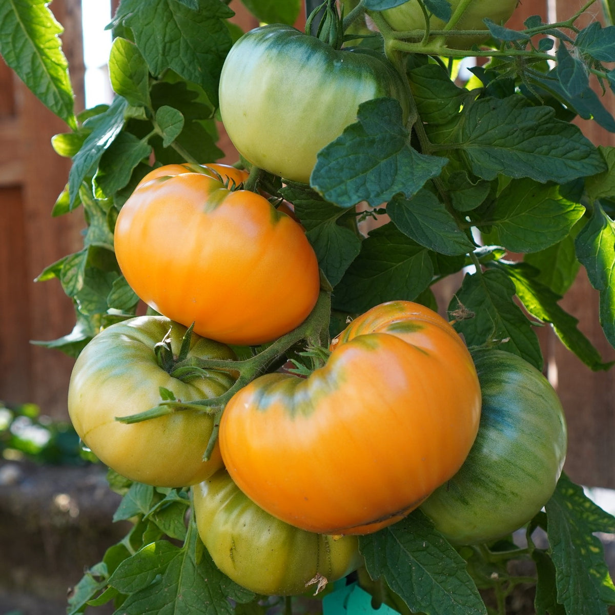 Kellogg`s Breakfast Bio-Tomatensamen