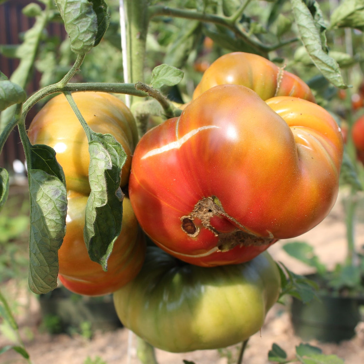 Ananas Noire Bio-Tomatensamen