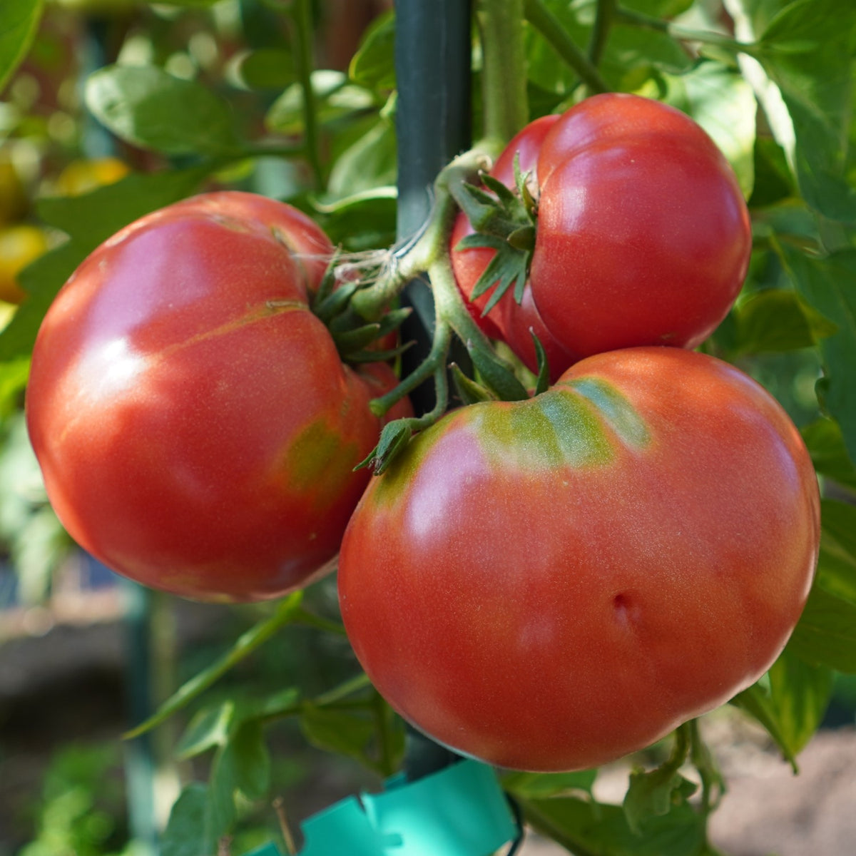 Berner Rose Bio-Tomatensamen