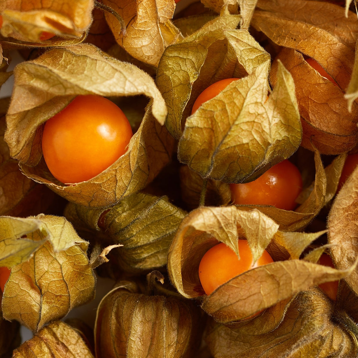 Andenbeere, Physalis peruviana Samen
