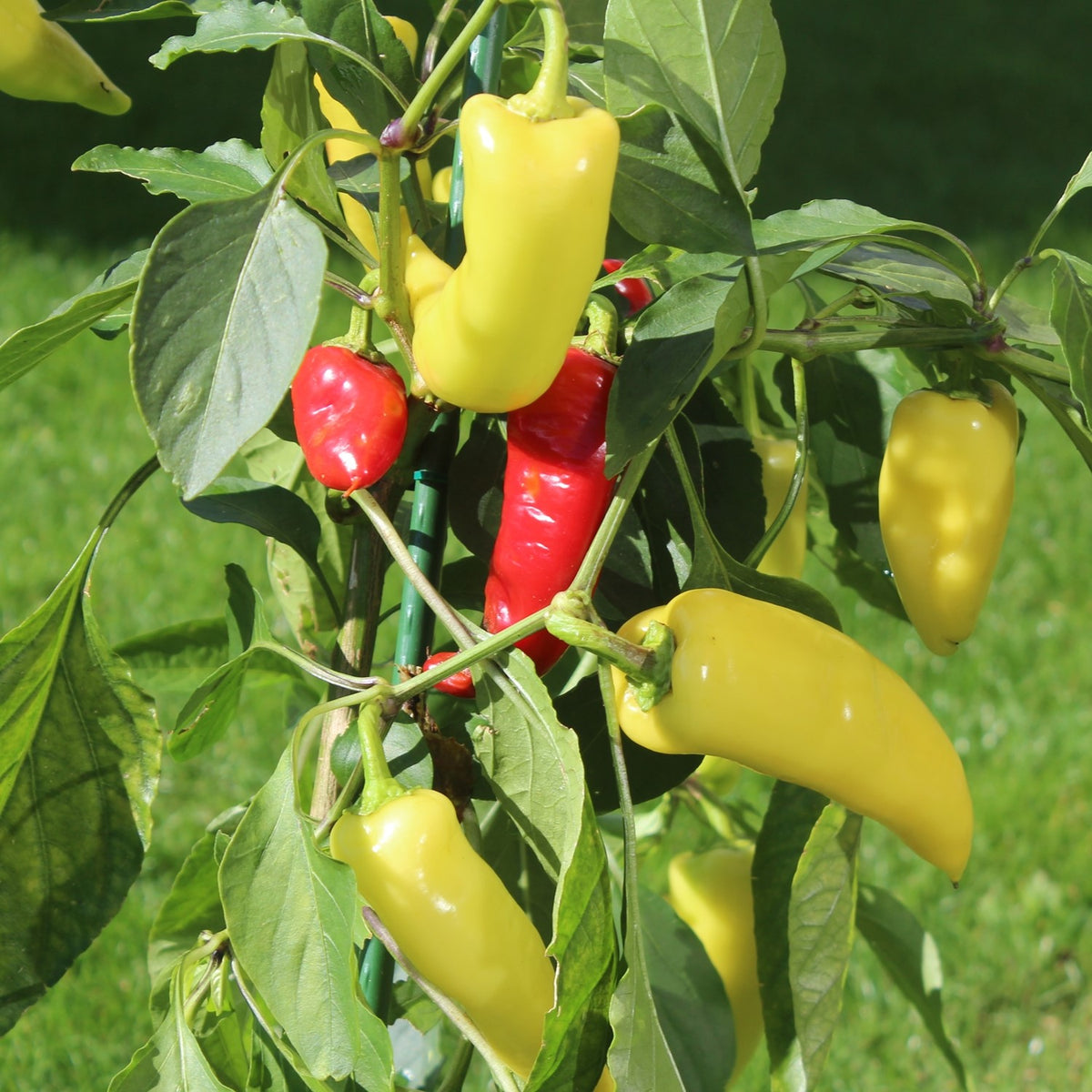 Paprika Hungarian Wax süß Samen