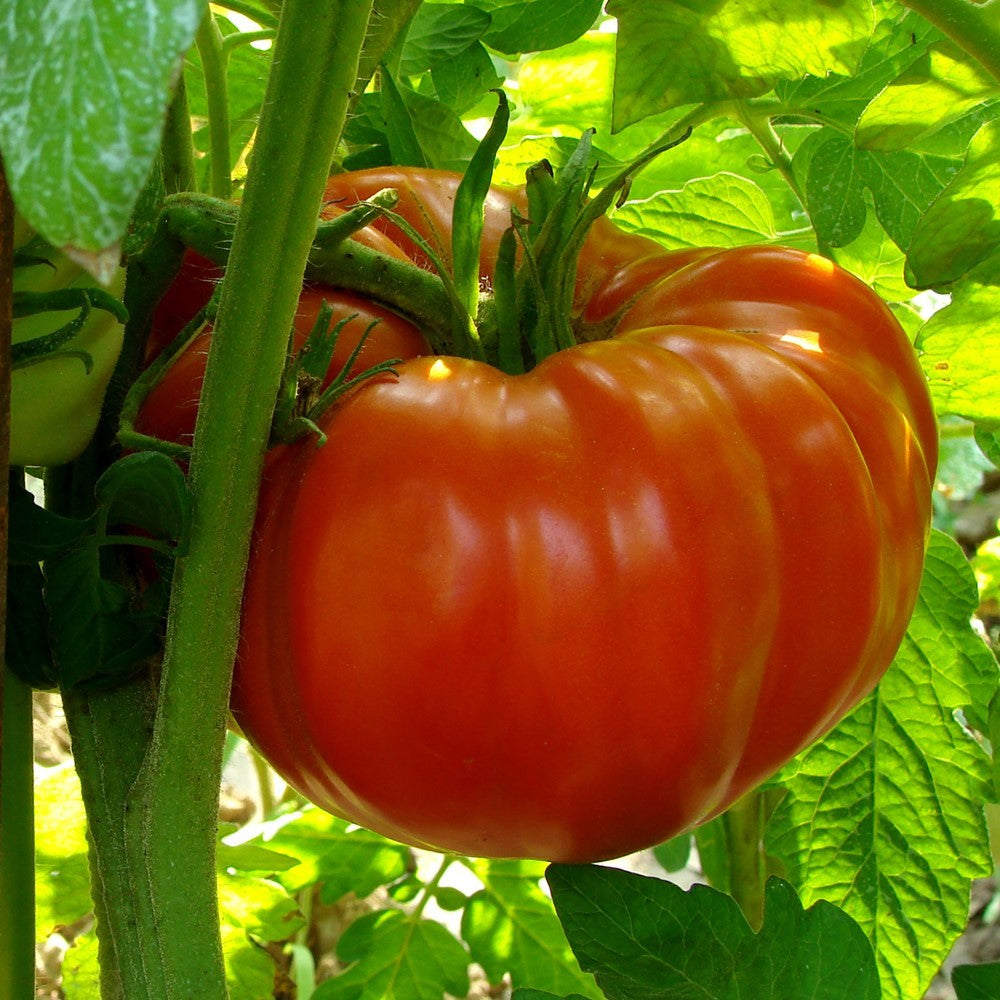 Russe (Rouge) Tomatensamen