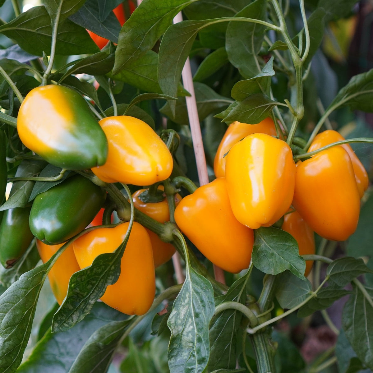 Paprika Yala Samen