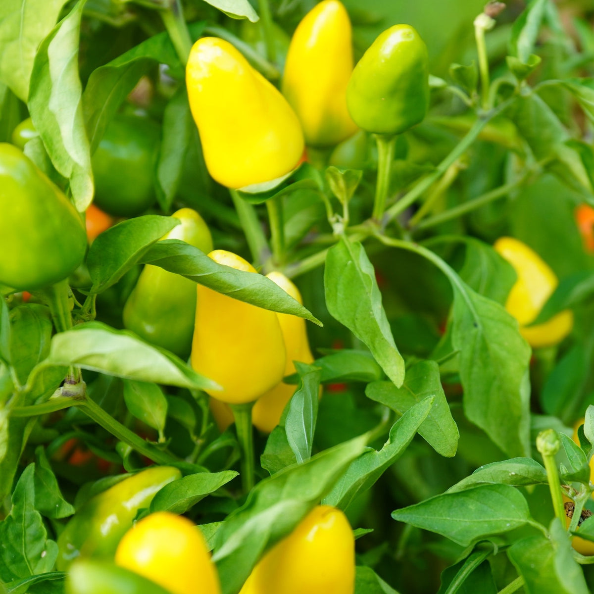 Chili Kordara Samen