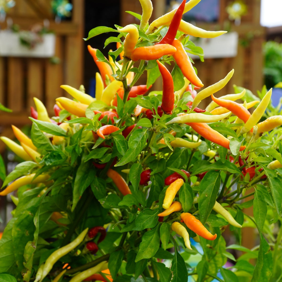 Chili Victoria Samen
