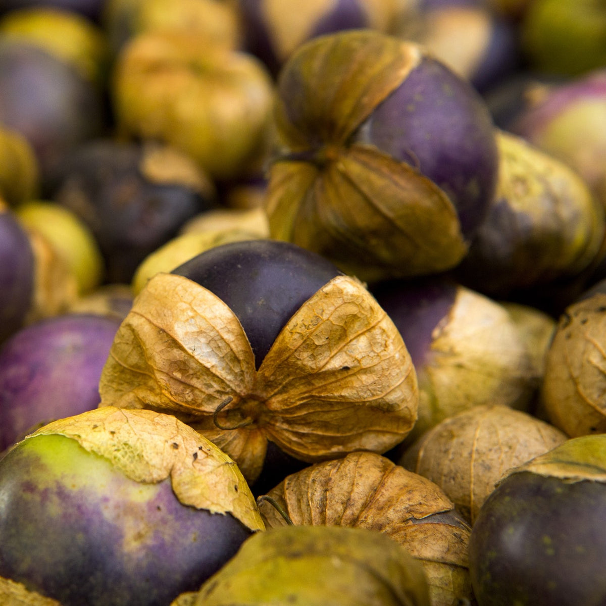 Tomatillo Purple, Physalis ixocarpa Samen