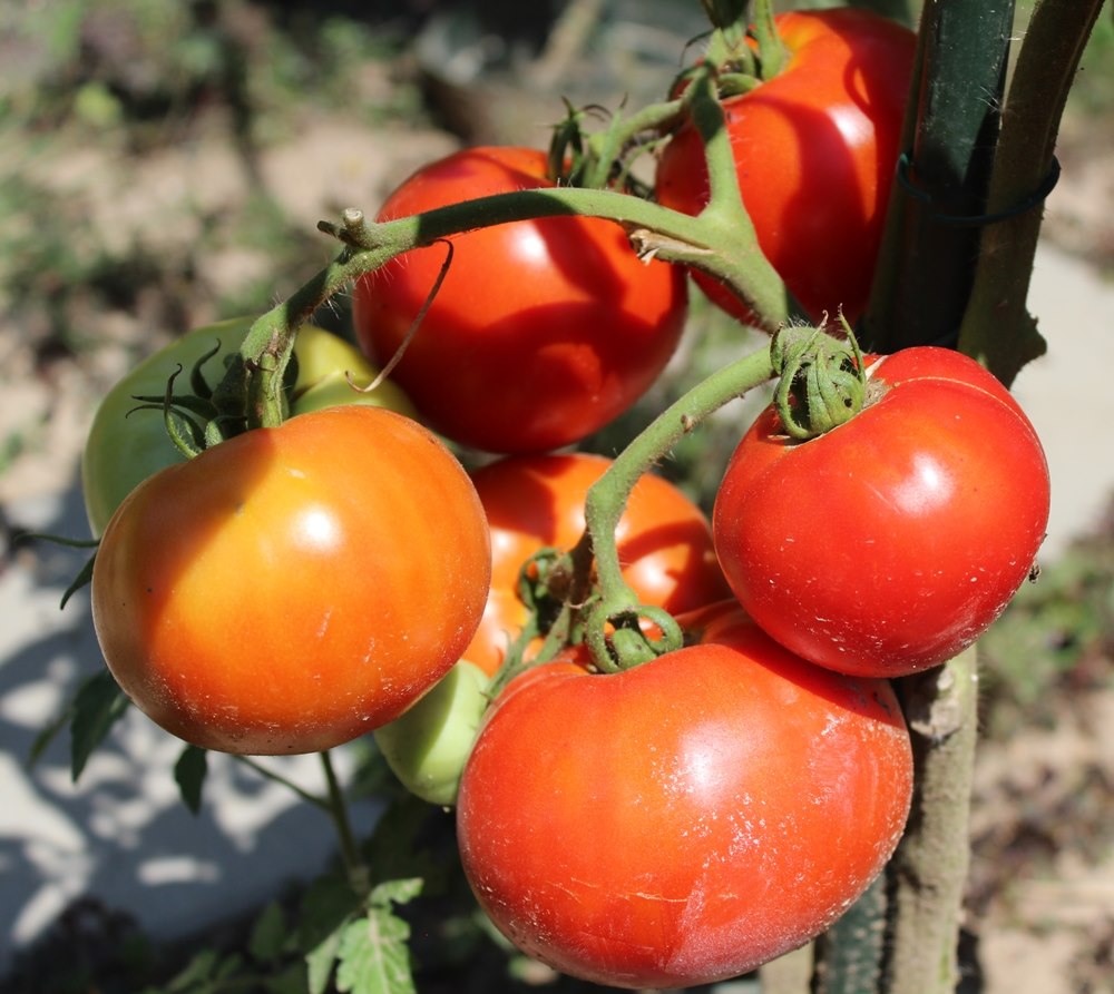 Marglobe Tomatensamen