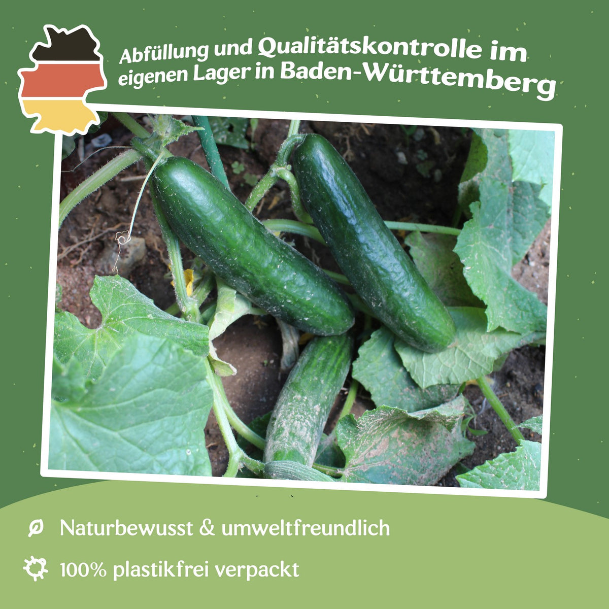 Salatgurke Beth Alpha Samen