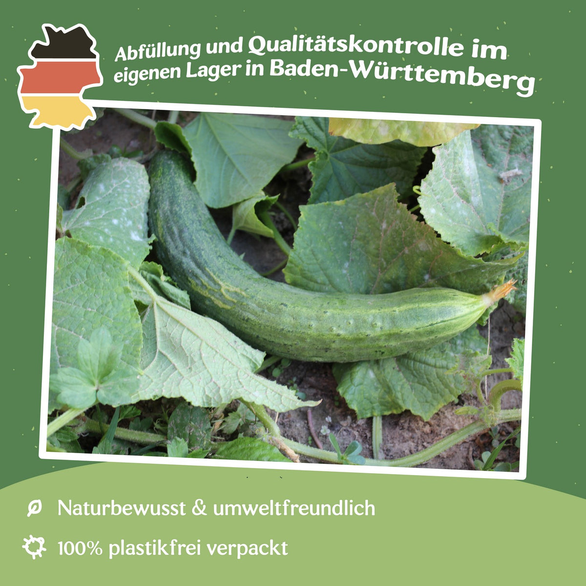 Salatgurke Chinese Slangen Samen