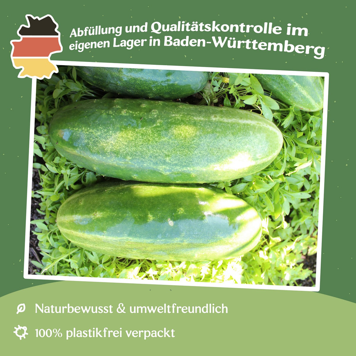 Salatgurke Delicius Samen