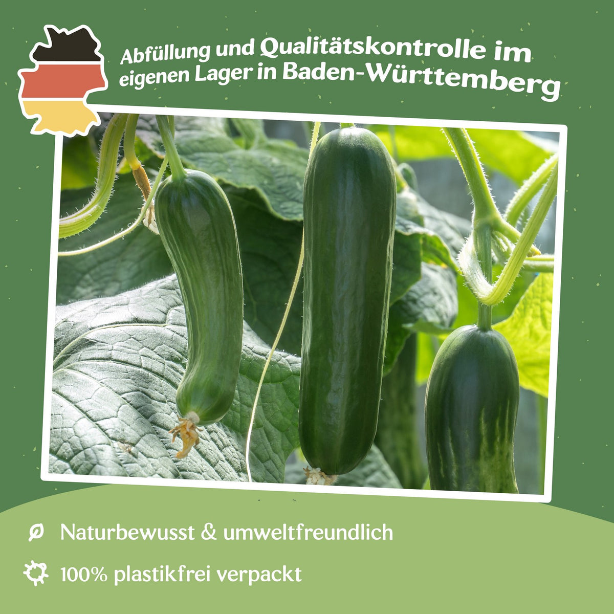 Snackgurke Iznik F1 Samen