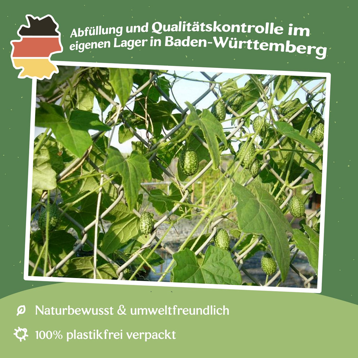 Mexikanische Minigurke Samen