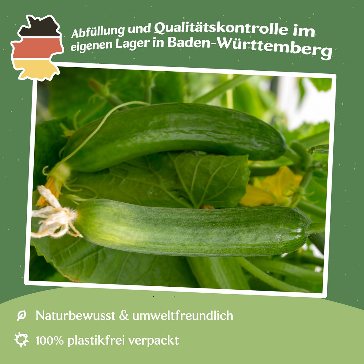 Salatgurke Paska F1 Samen