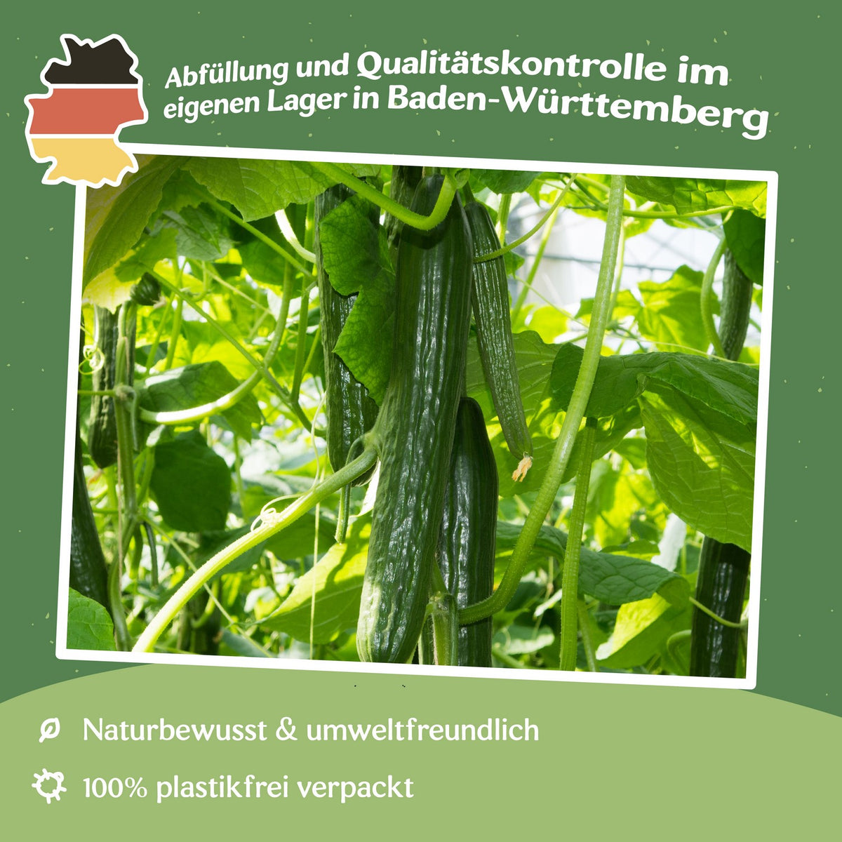 Salatgurke Superstar F1 Samen