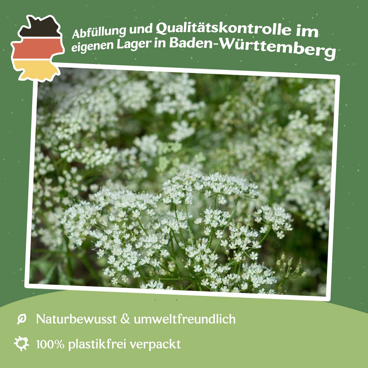 MHD 06/26 Anis Samen, Pimpinella anisum