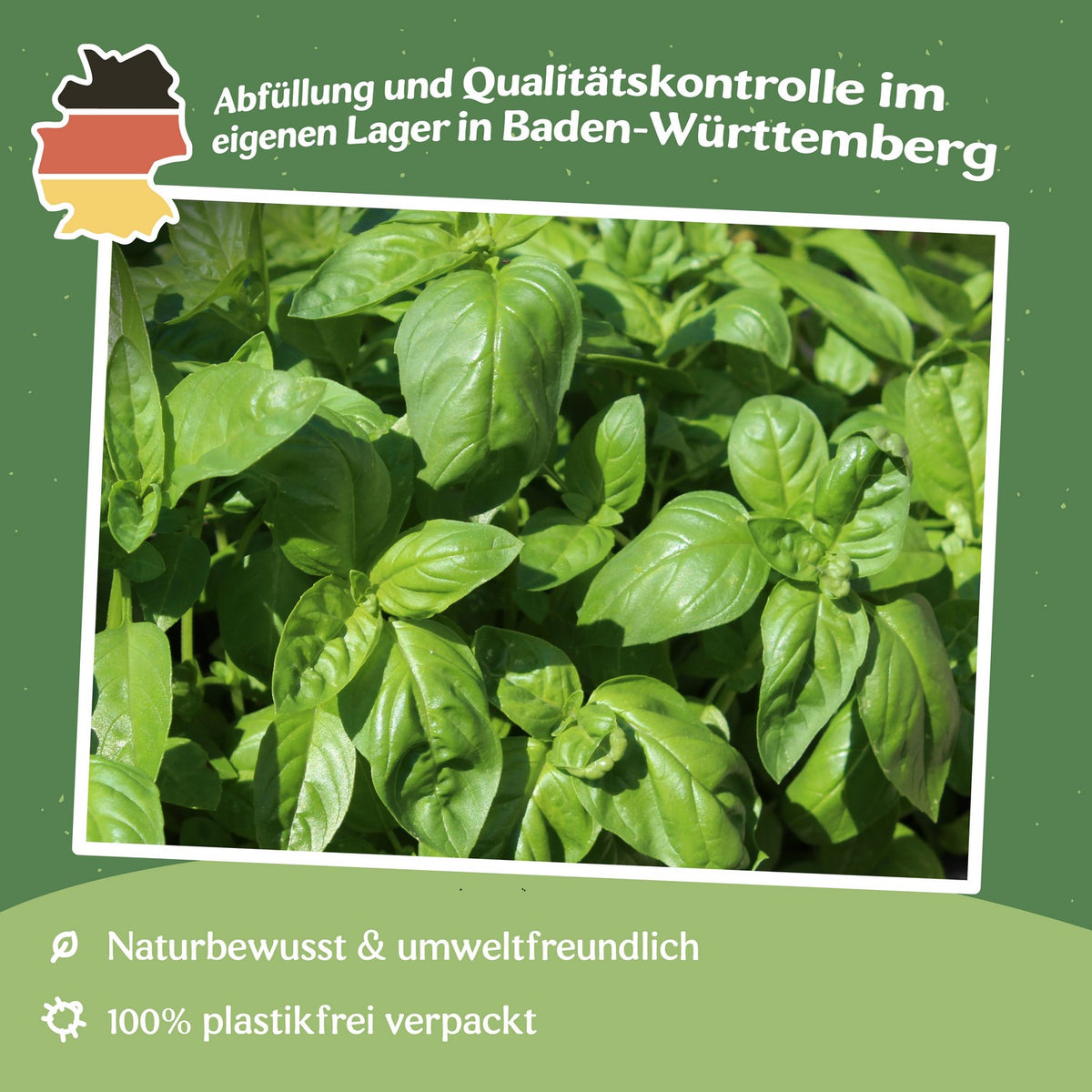 Basilikum Genovese Samen, Ocimum basilicum