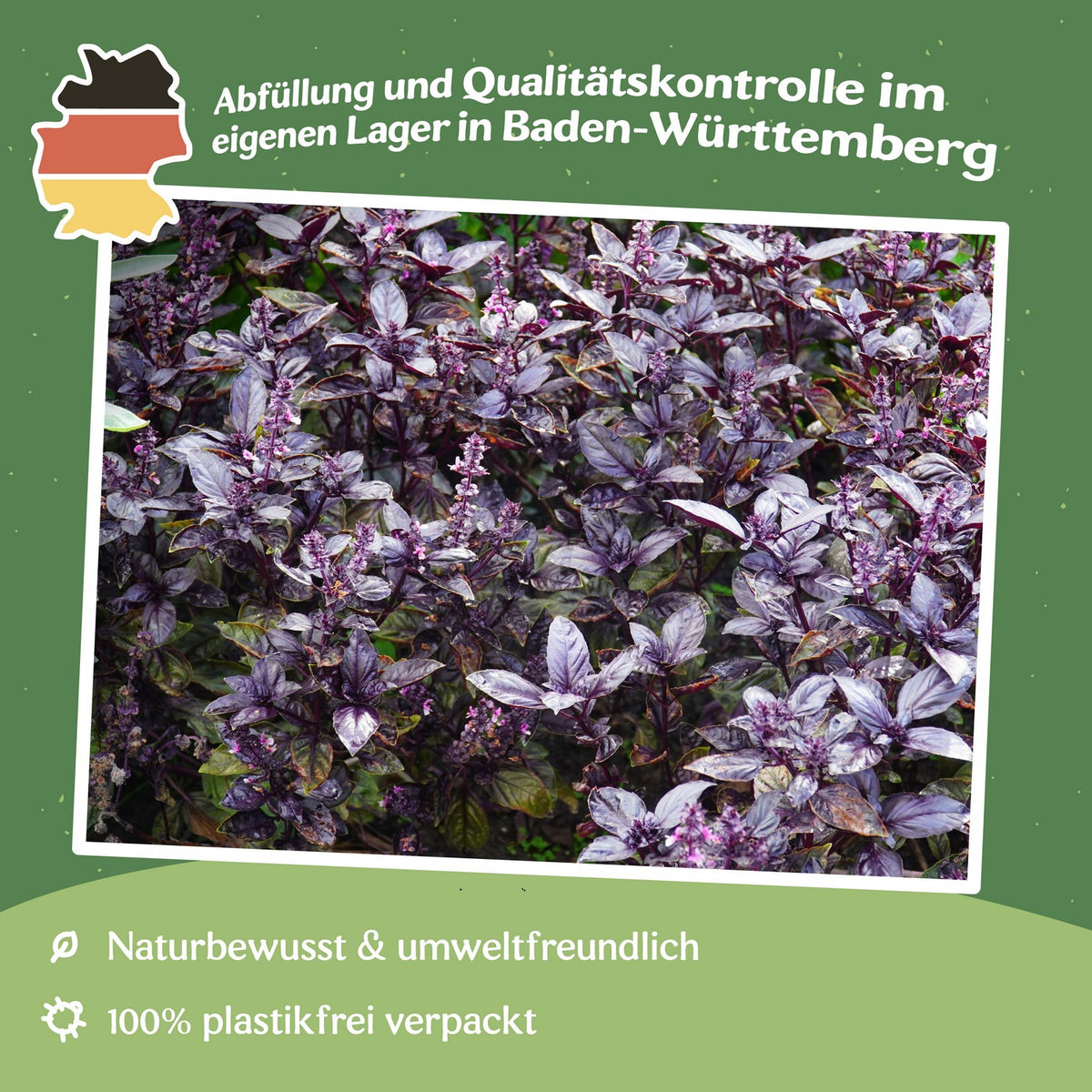 Basilikum Red Rubin Samen, Ocimum basilicum