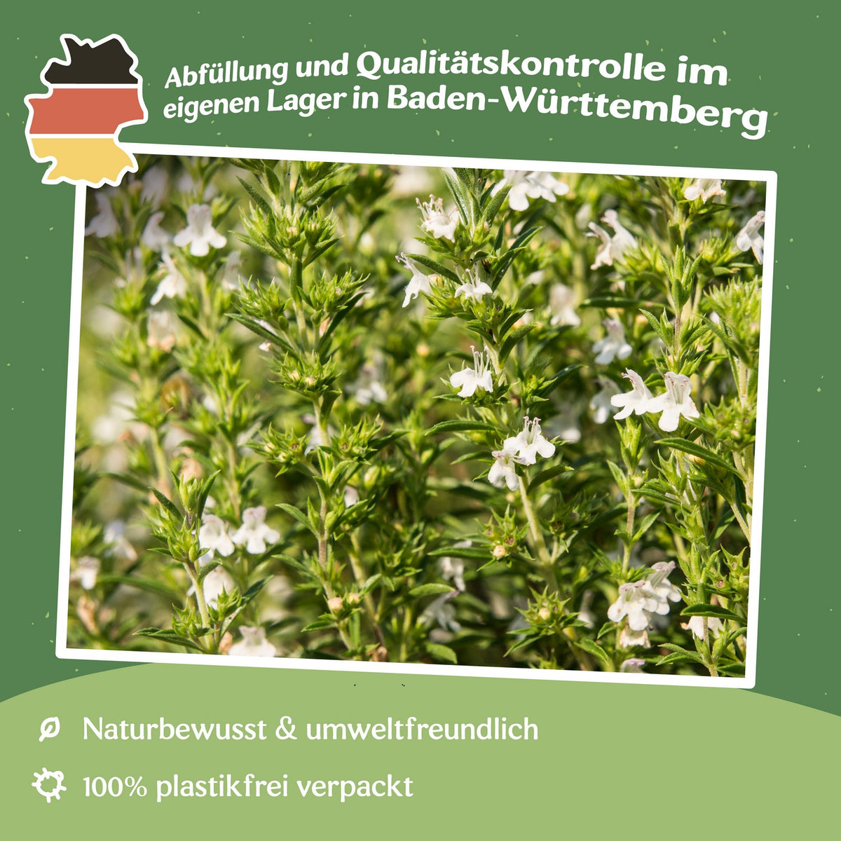 Bergbohnenkraut Samen, Satureja montana