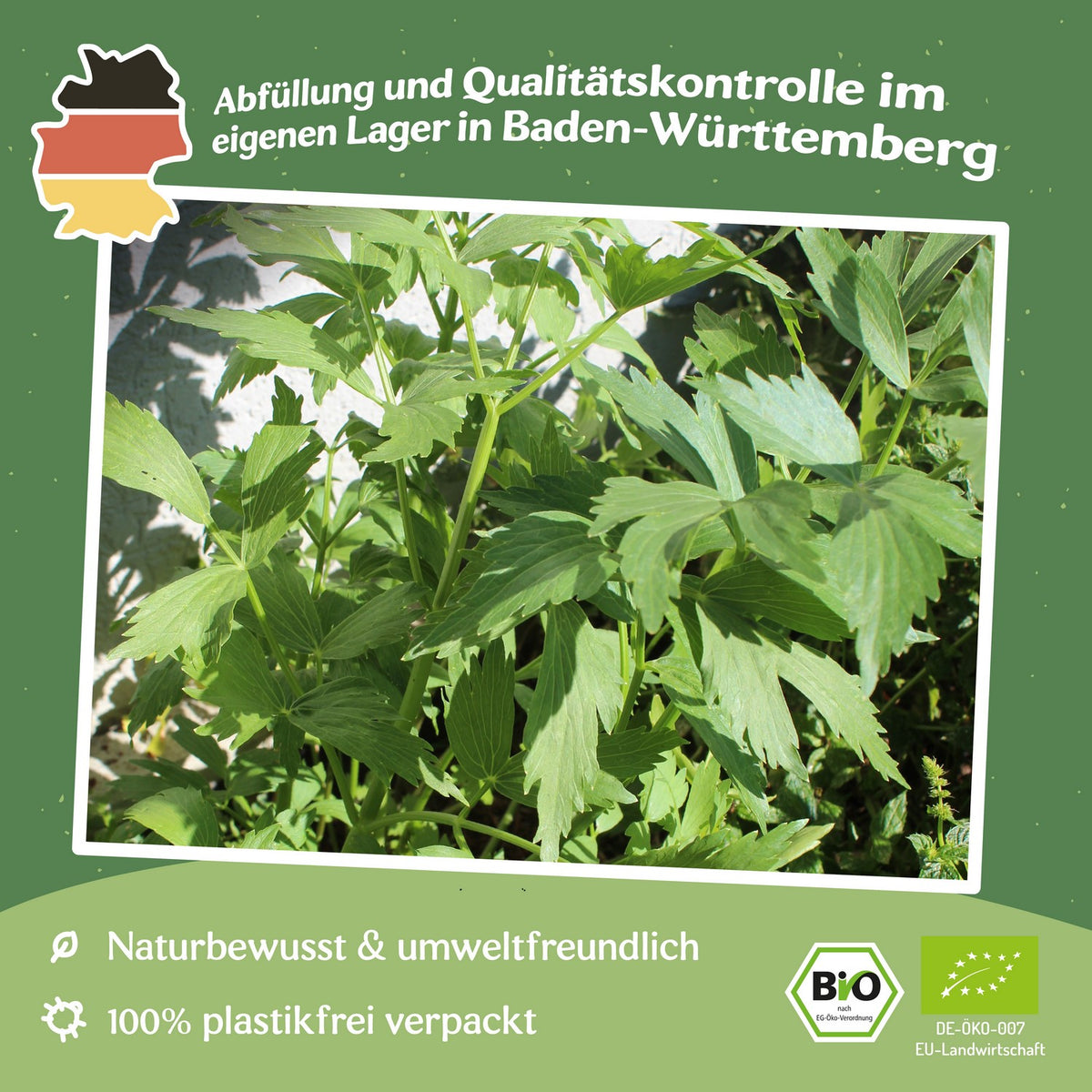 MHD 06/26 Bio-Liebstöckel, Maggikraut Samen, Levisticum officinale