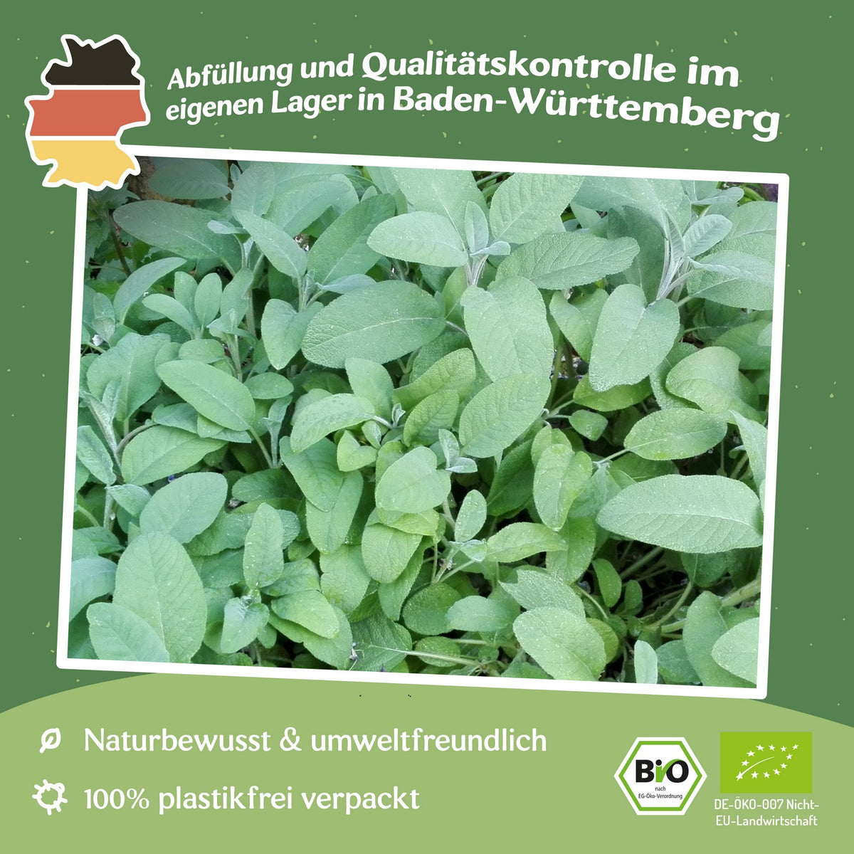 Bio-Salbei Samen, Salvia officinalis