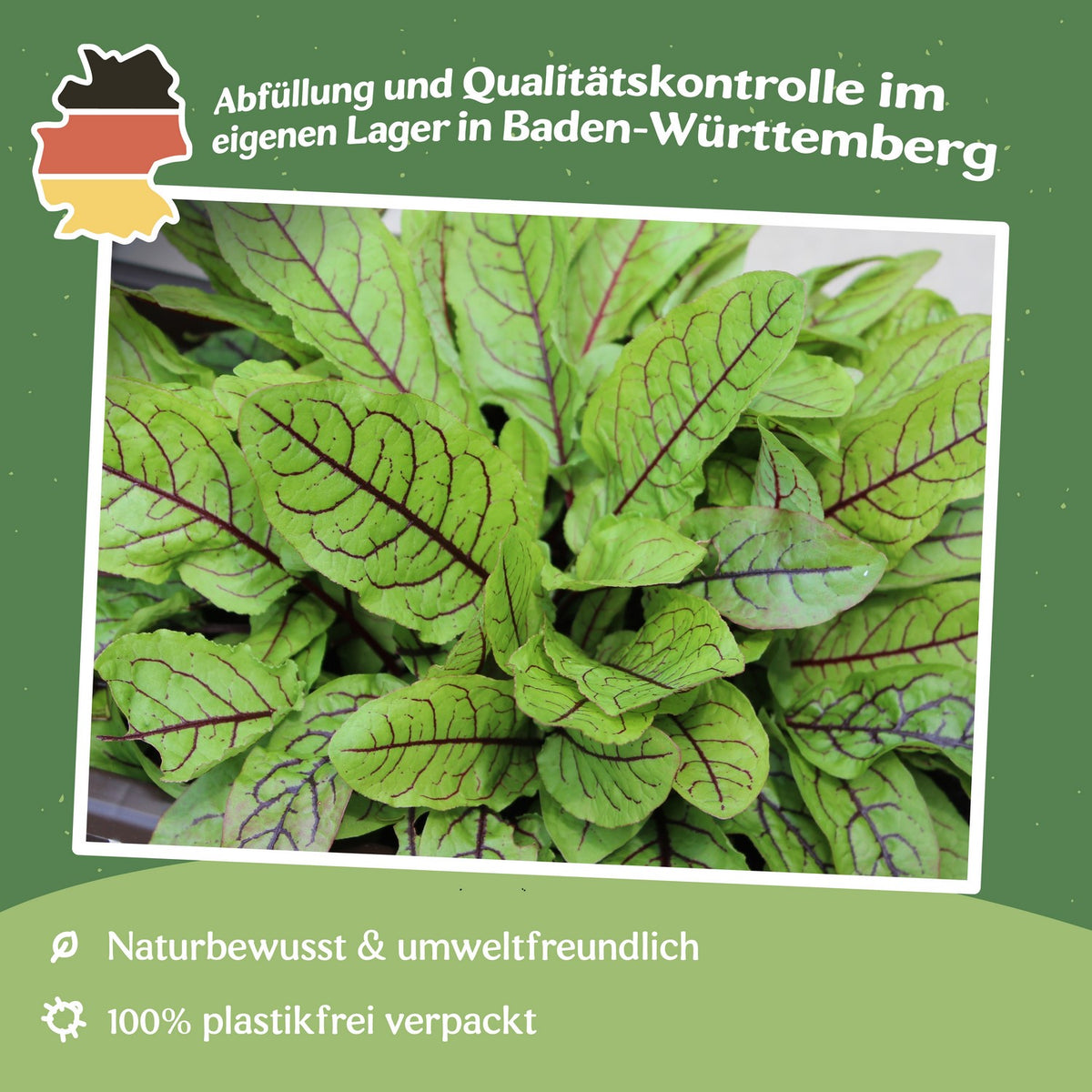 MHD 06/26 Blutampfer Samen, Rumex sanguineus