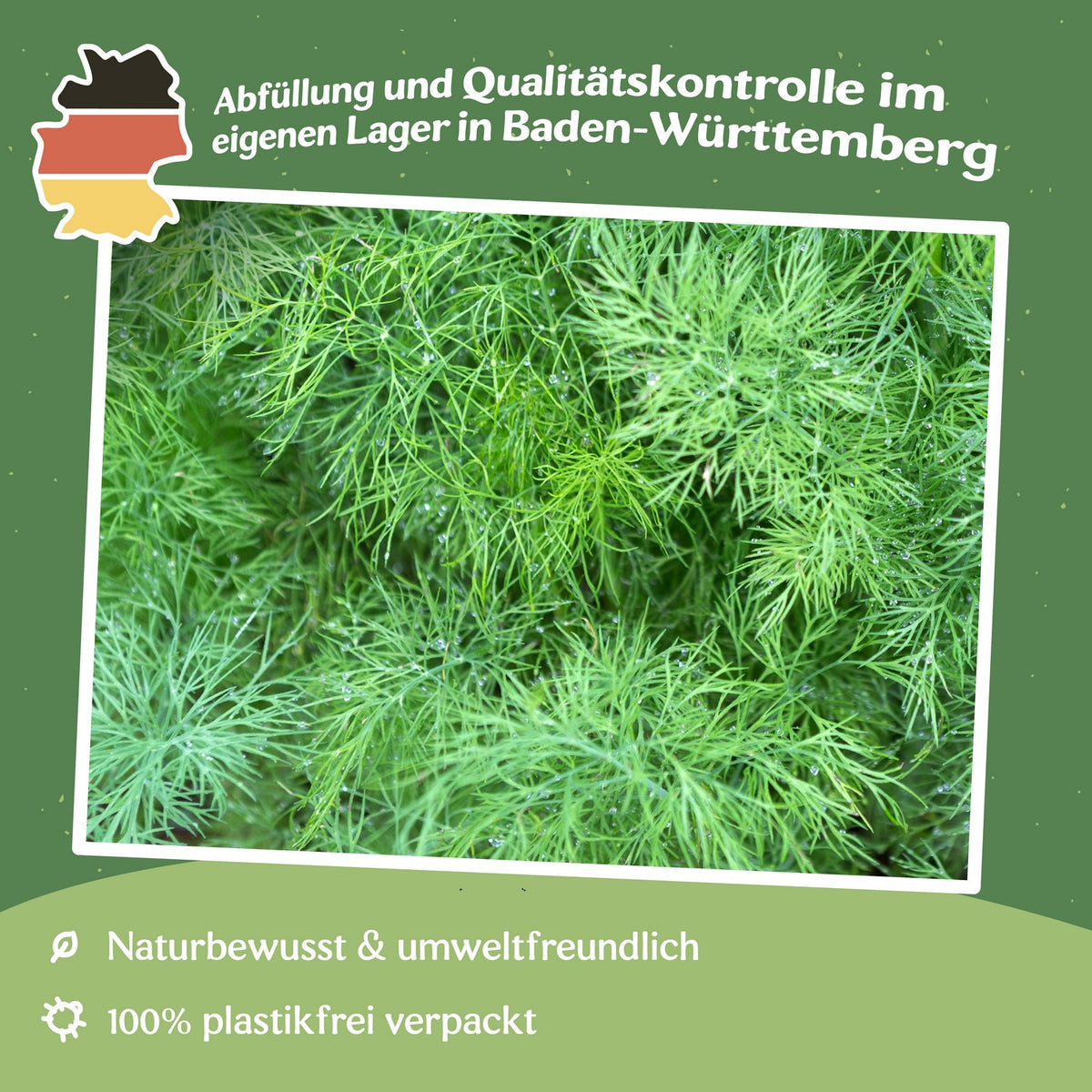 Dill Hera Samen, Anethum graveolens