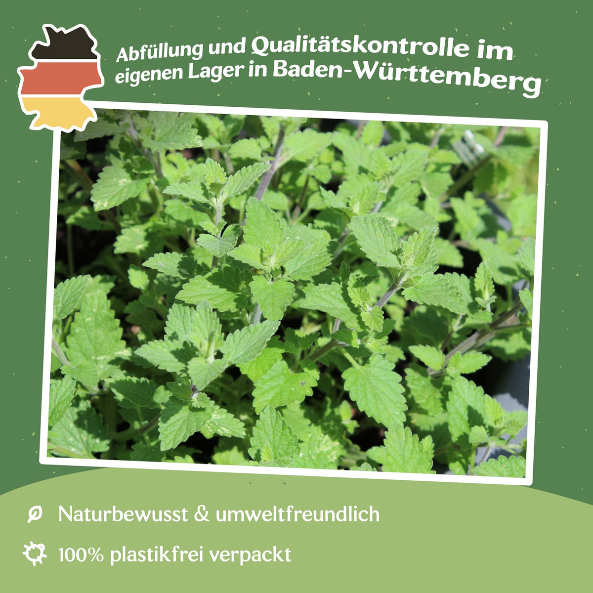 MHD 06/26 Echte Katzenminze Samen, Nepeta cataria