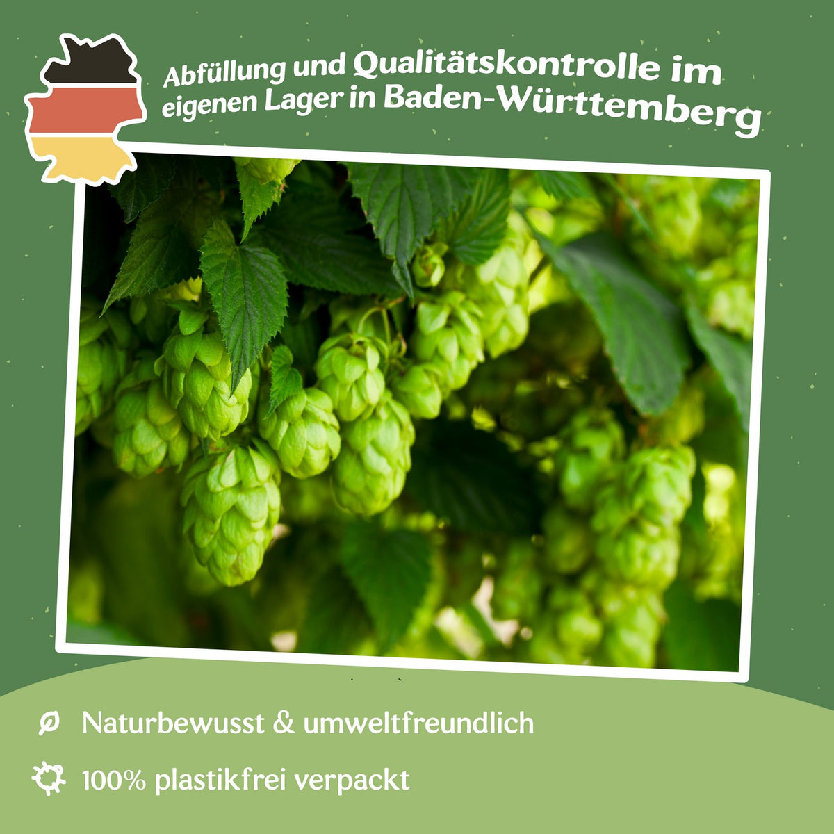 Echter Hopfen Samen, Humulus lupulus