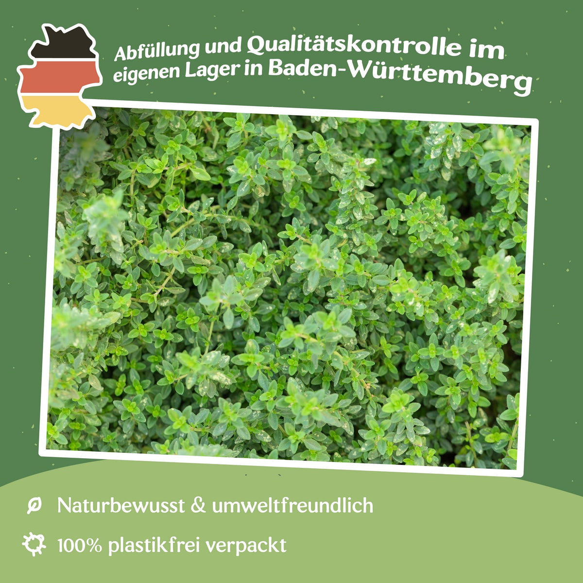 Echter Thymian Samen, Thymus vulgaris