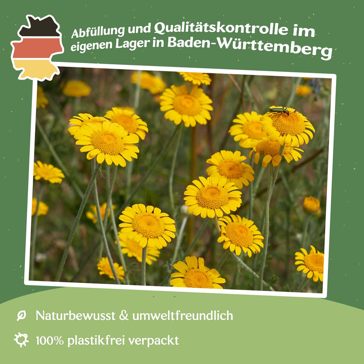 MHD 06/26 Färberkamille Samen, Anthemis tinctoria