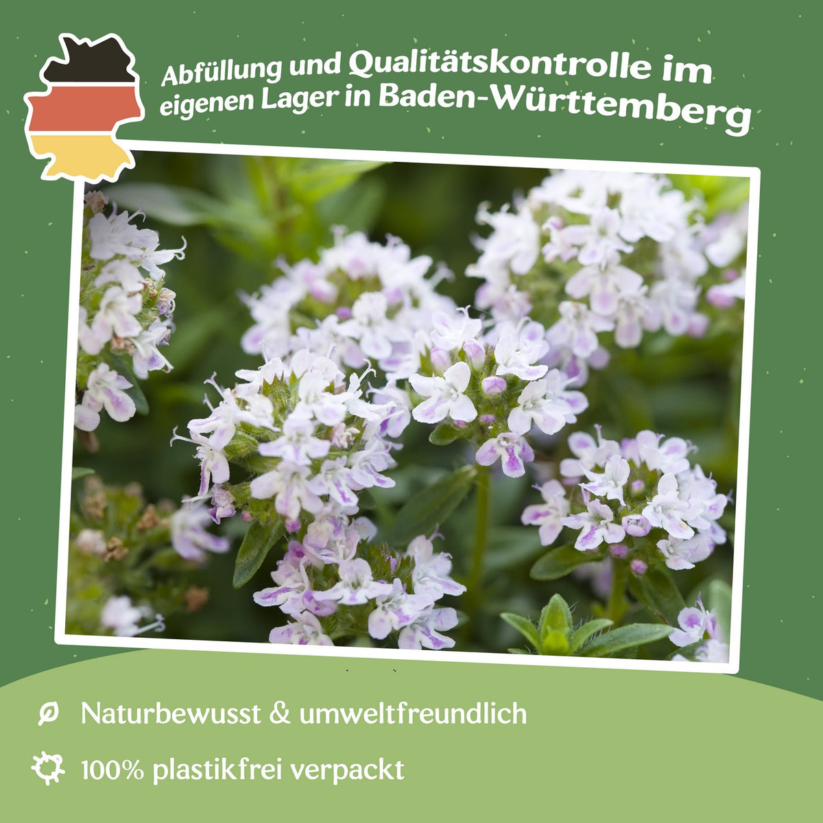 MHD 06/25 Feldthymian Samen, Thymus serpyllum