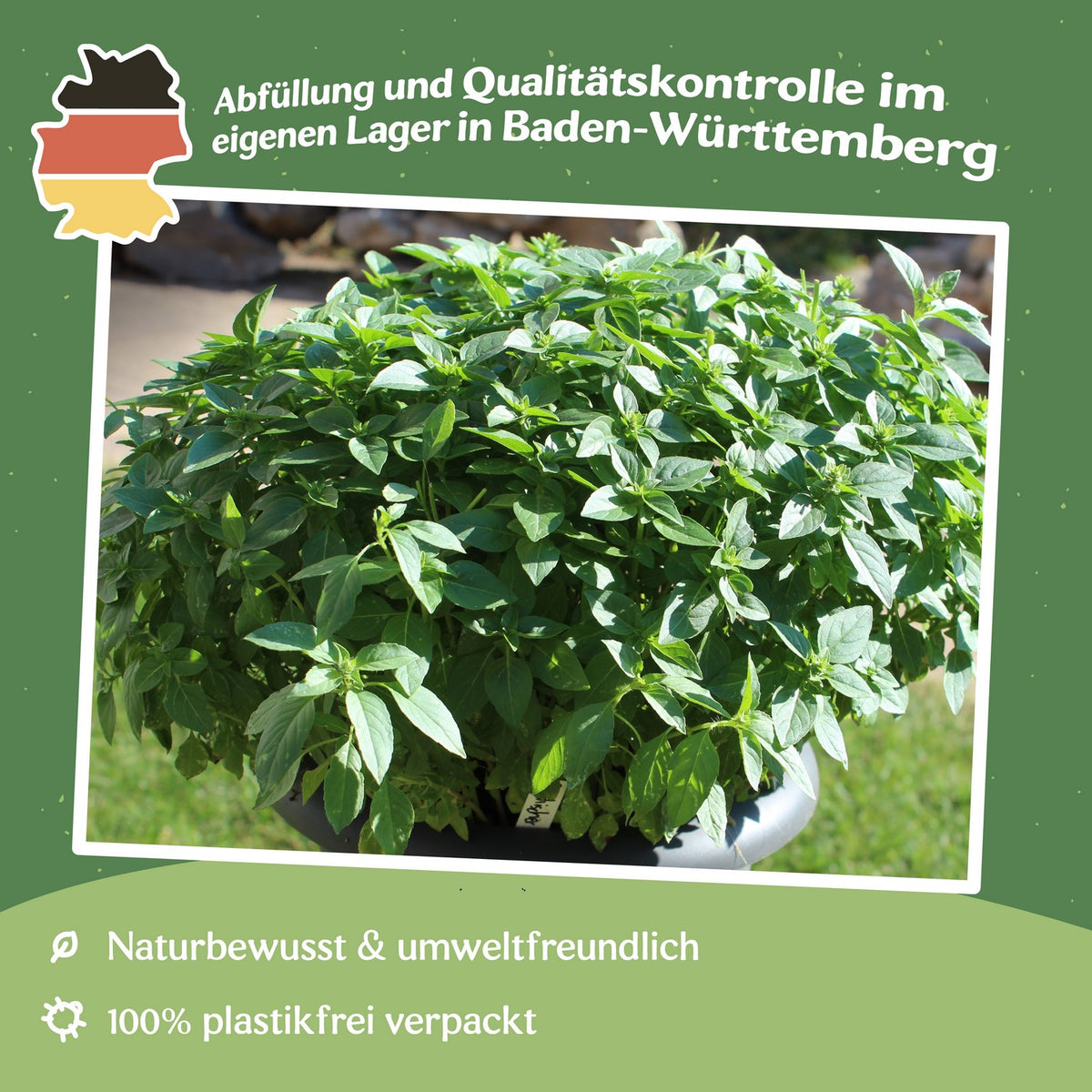 Griechischer Basilikum Samen, Ocimum basilicum var minimum