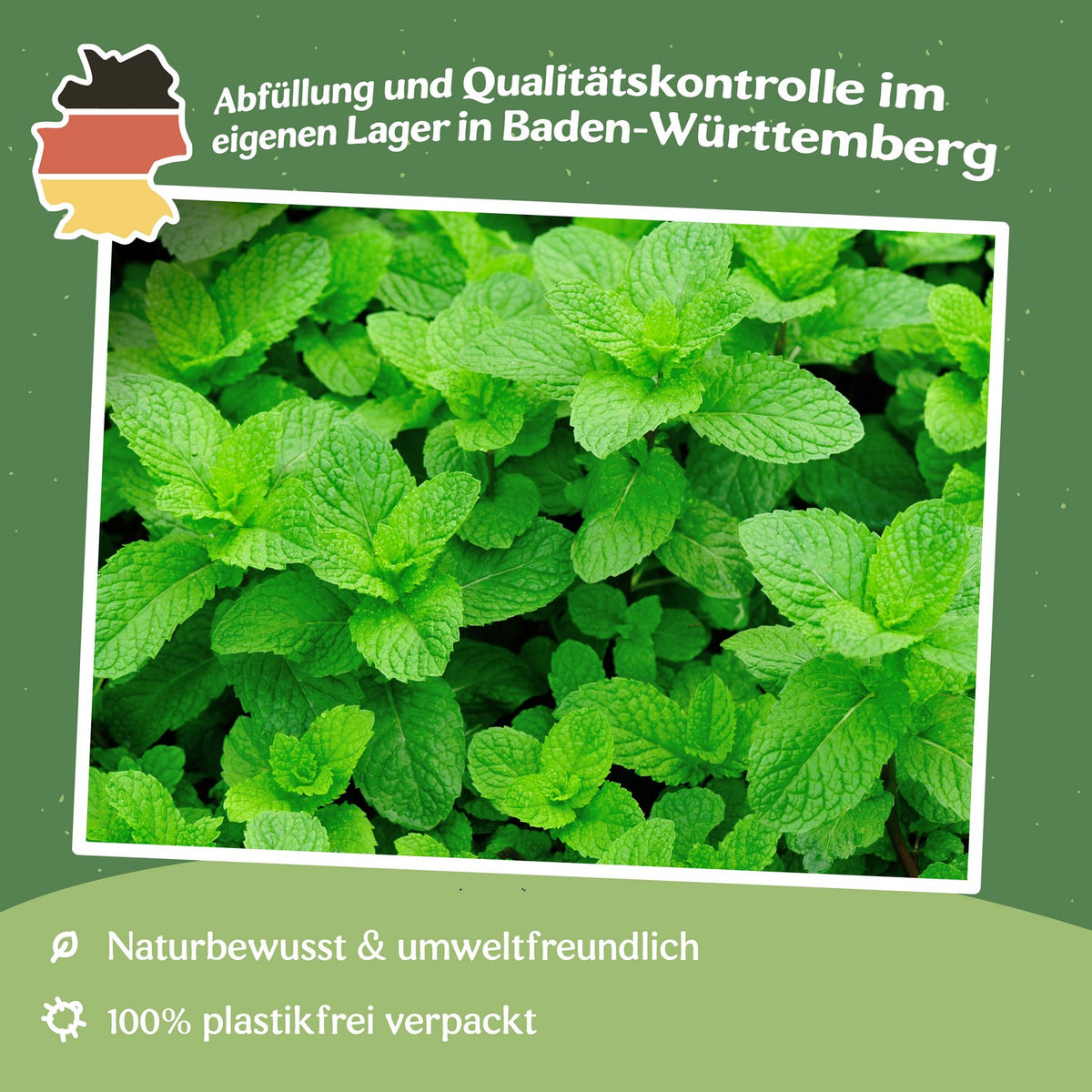 Grüne Minze Samen, Mentha viridis