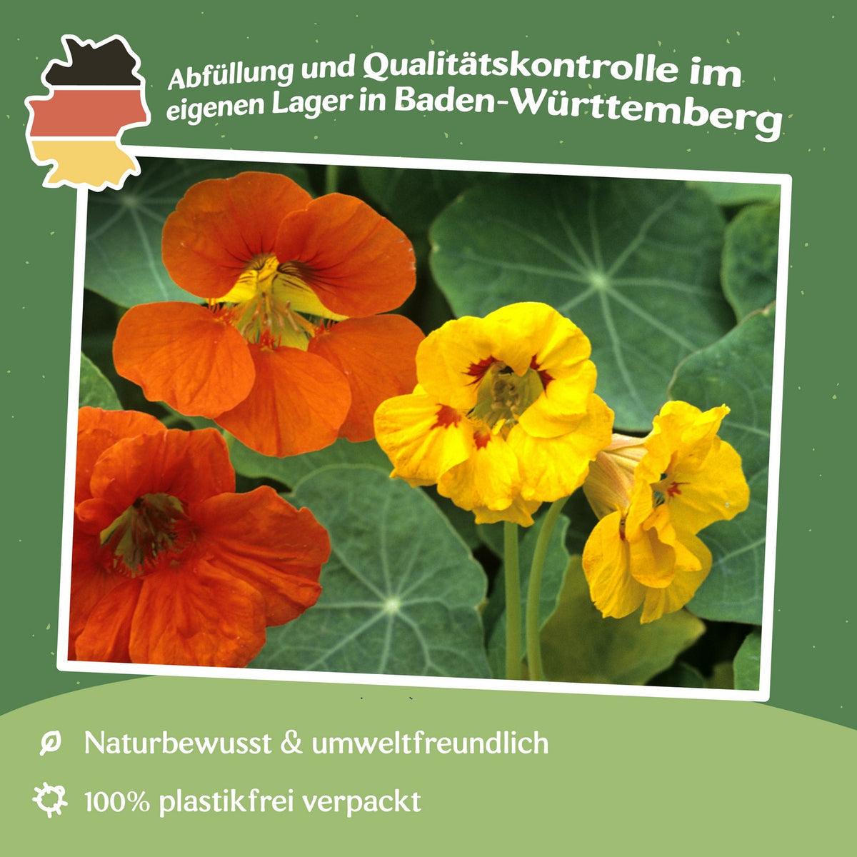 Kapuzinerkresse Samen niedriger Mix