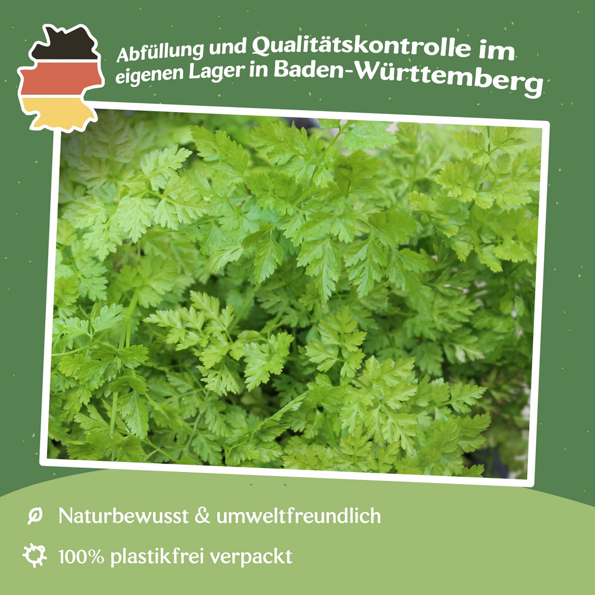 MHD 06/26 Kerbel Commun Samen, Anthriscus cerefolium