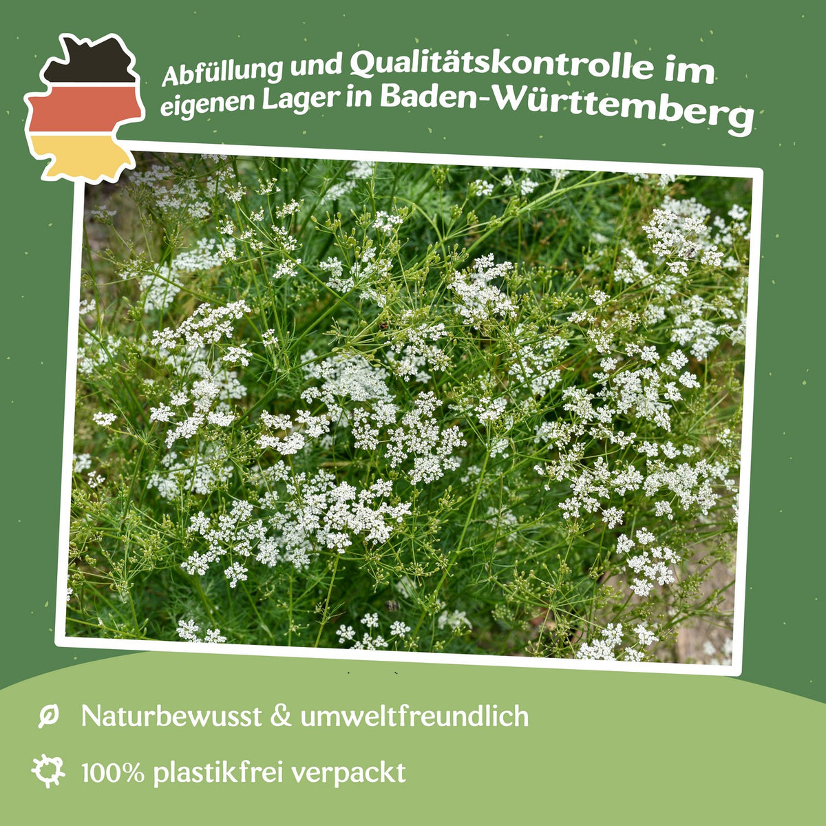 Kreuzkümmel Samen, Cuminum cyminum