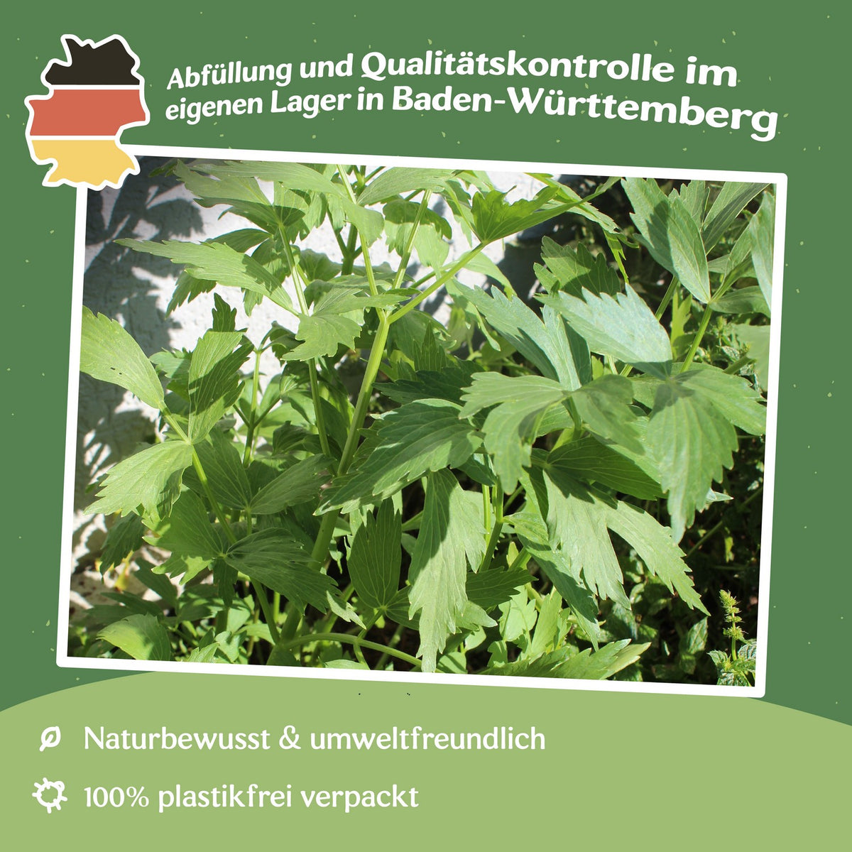 Liebstöckel, Maggikraut Samen, Levisticum officinale