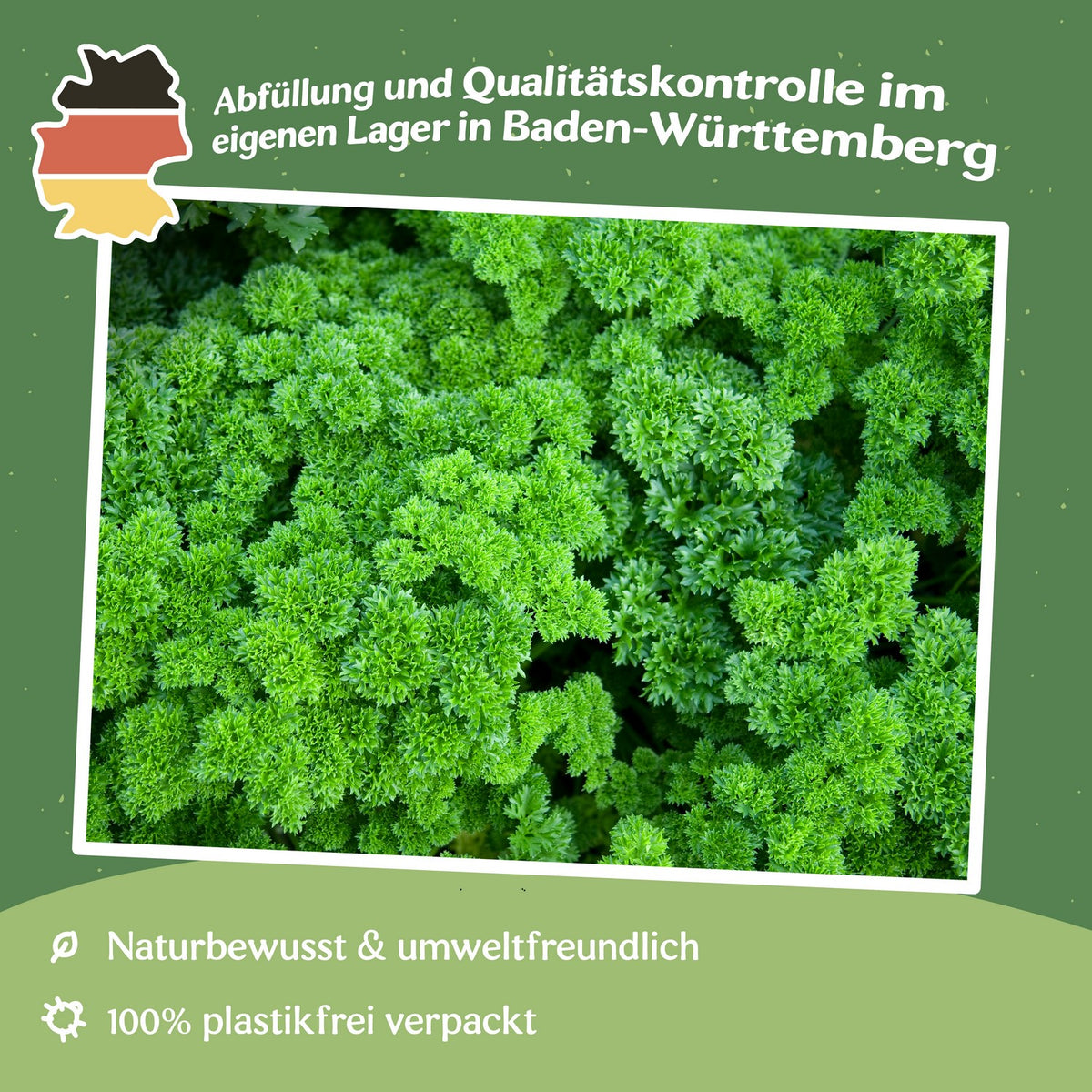 Schnittlauch Middleman Samen